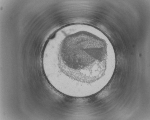 X0000070250848200606232006