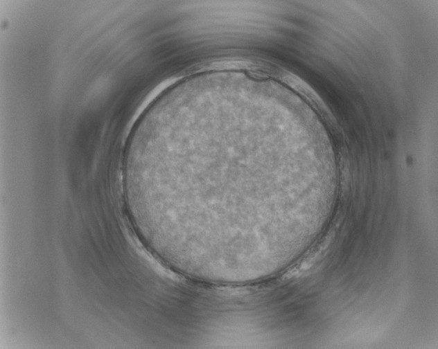 X0000070250852200606232006