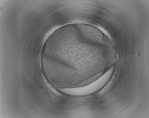 X0000070250854200606232006