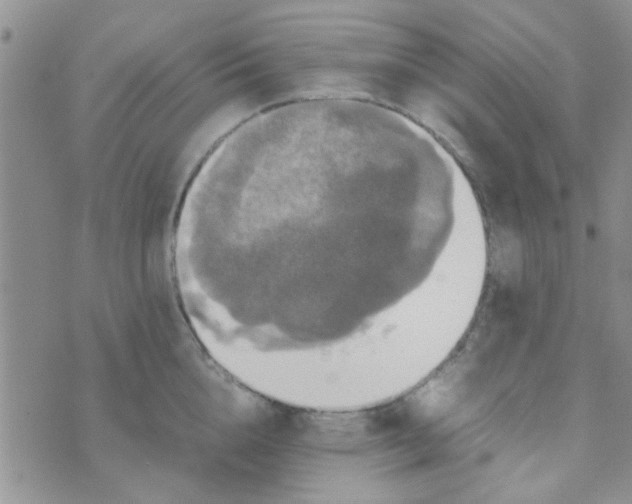 X0000070250856200606232006