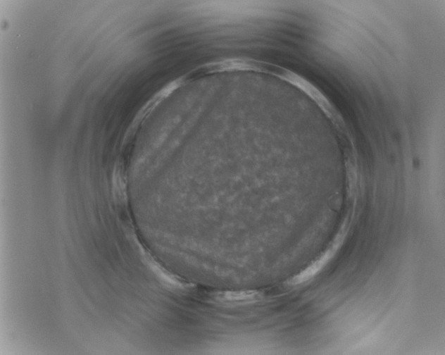 X0000070250857200606232006