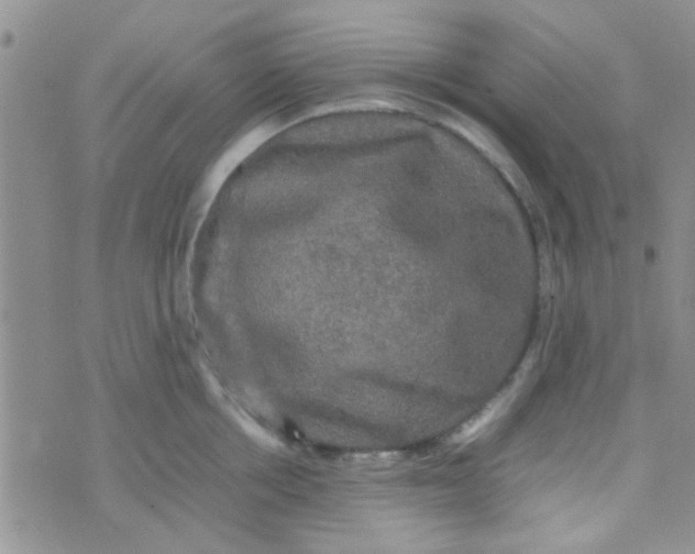 X0000070250858200606232006