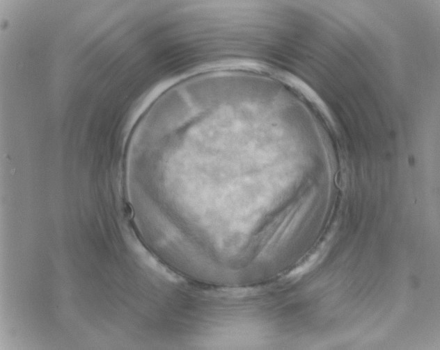 X0000070250860200606232006