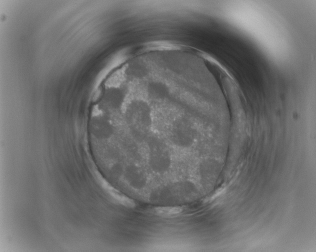 X0000070250861200606232006