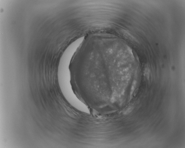 X0000070250868200606232005