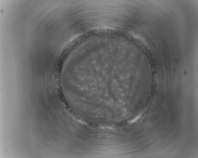 X0000070250870200606232005