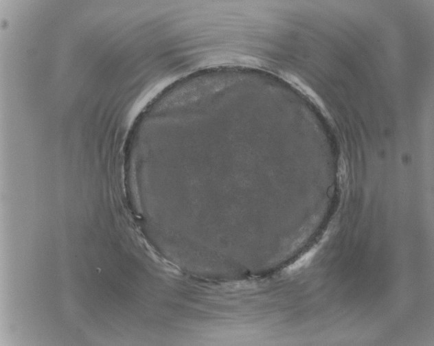 X0000070250877200606232005