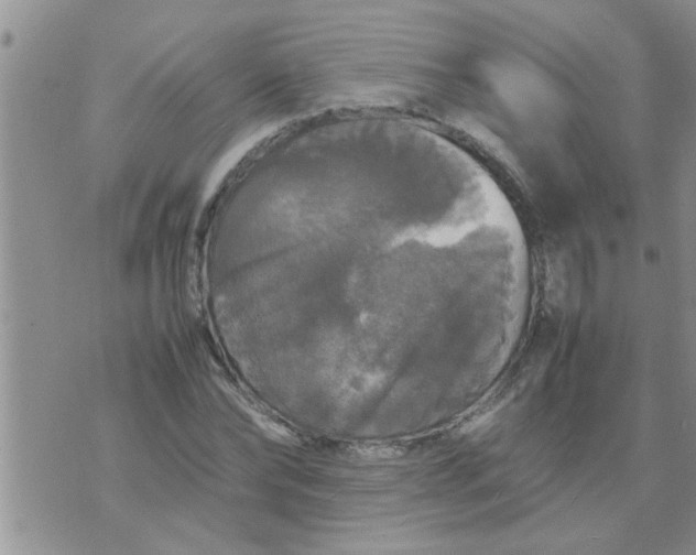 X0000070250878200606232005