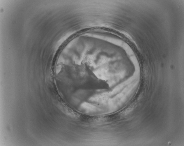 X0000070250879200606232005