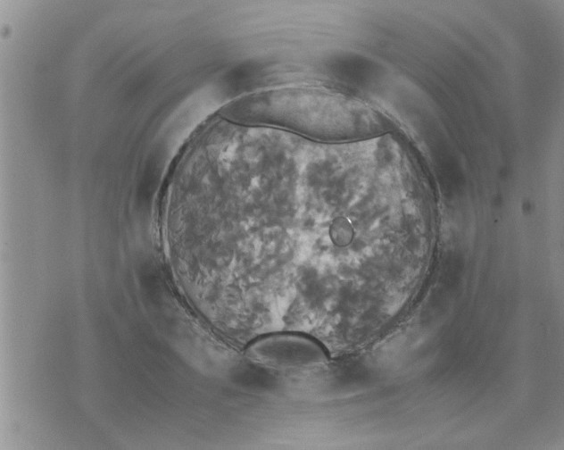 X0000070250883200606232005