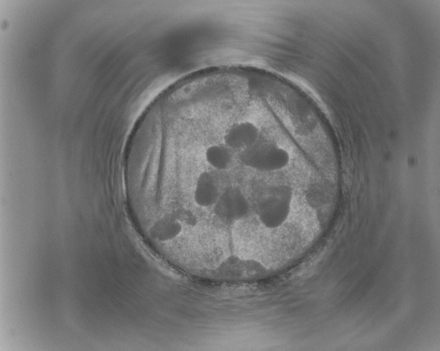 X0000070250887200606232005