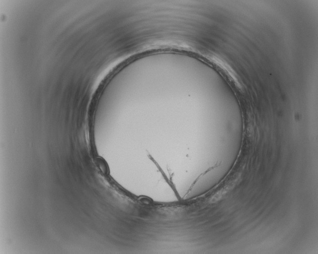 X0000070250888200606232005