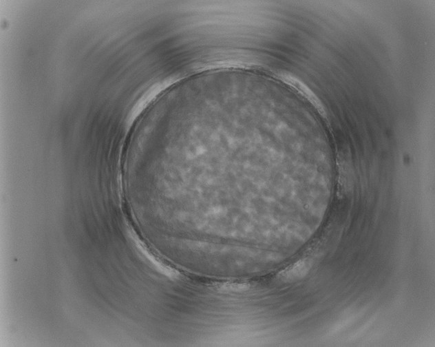 X0000070250890200606232005