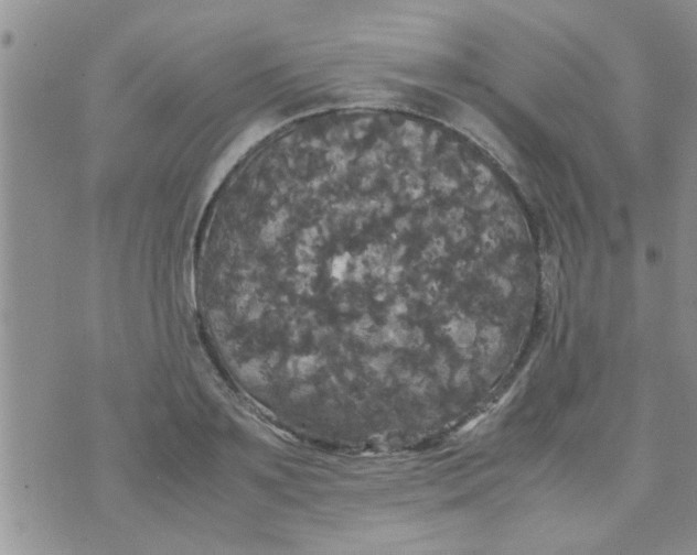 X0000070250891200606232005