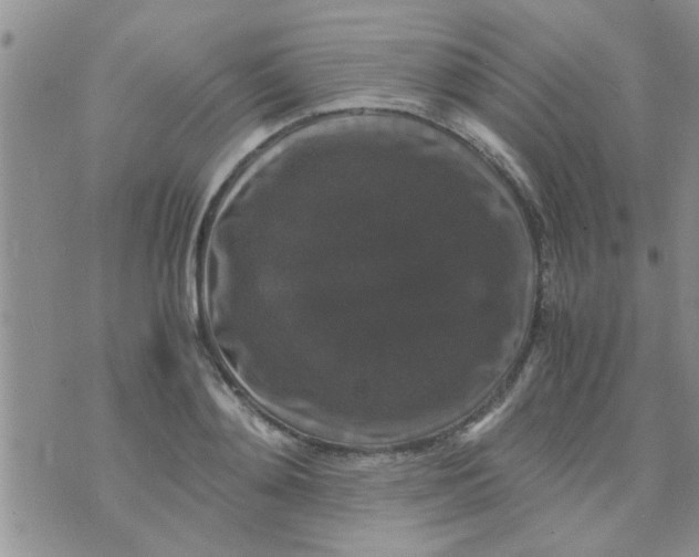 X0000070250892200606232005