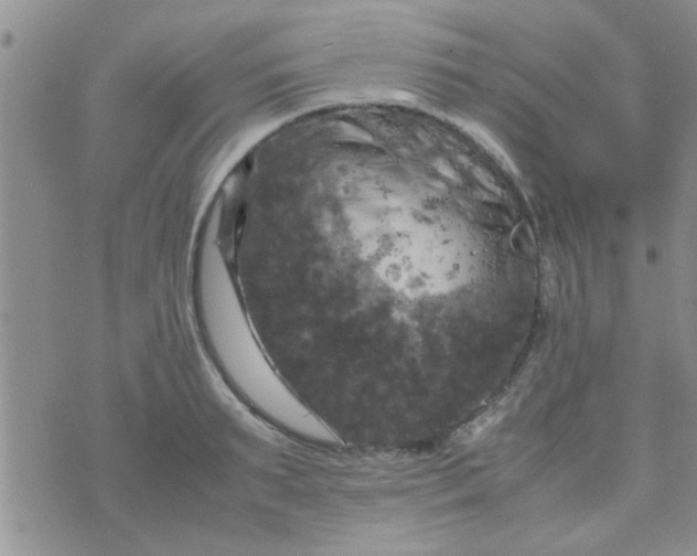 X0000070250895200606232005