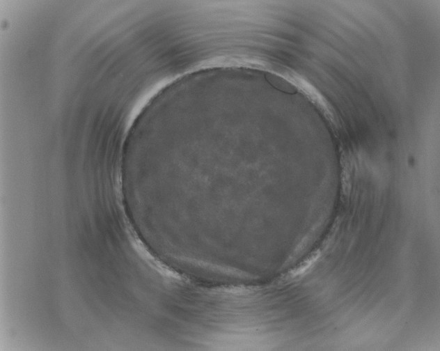 X0000070250896200606232005