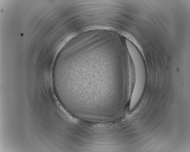 X0000070250898200606232005