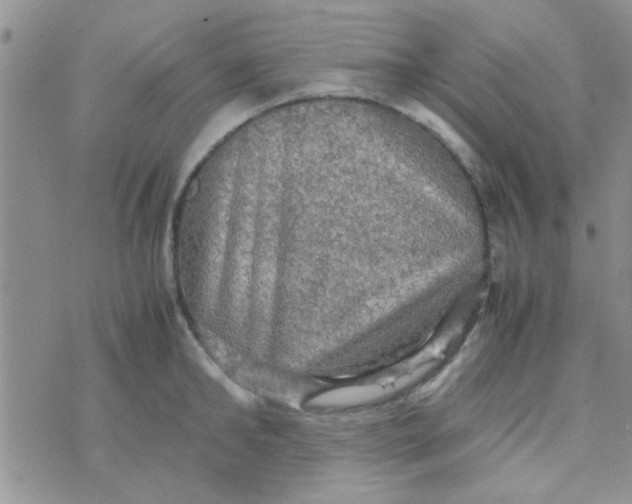 X0000070250902200606232005