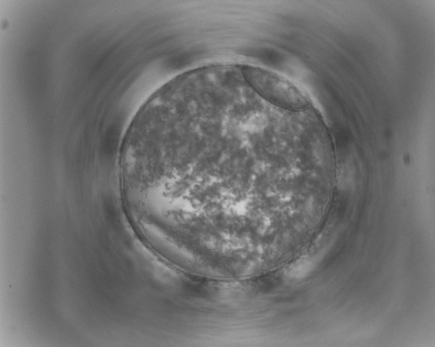 X0000070250903200606232005