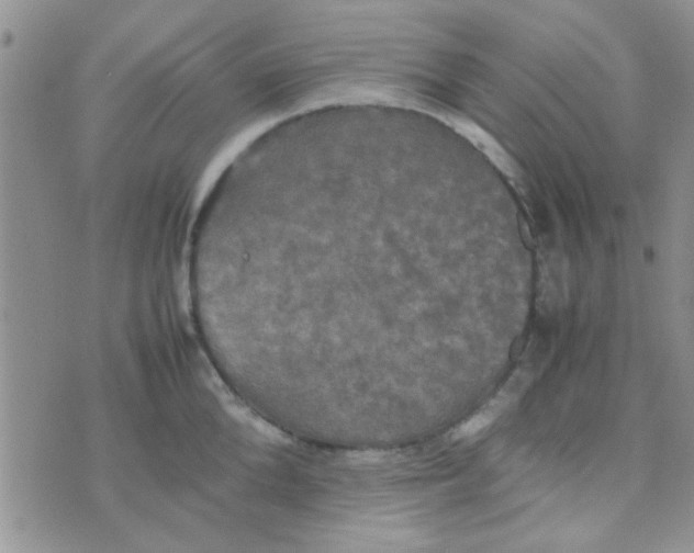 X0000070250904200606232005