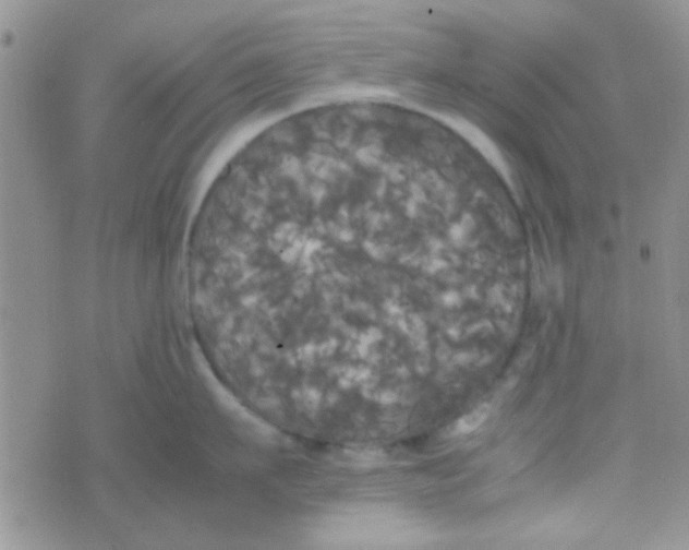 X0000070250911200606232004