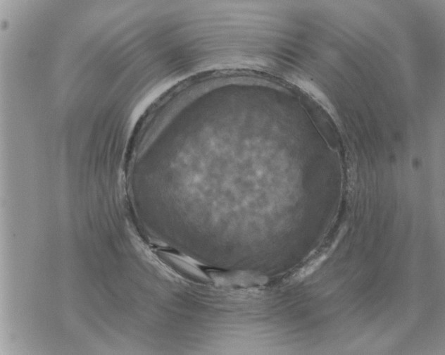 X0000070250928200606232004