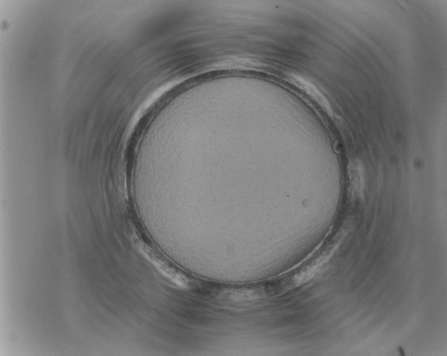 X0000070250931200606232004