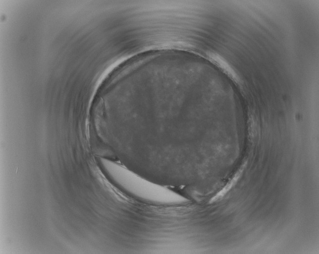 X0000070250932200606232004