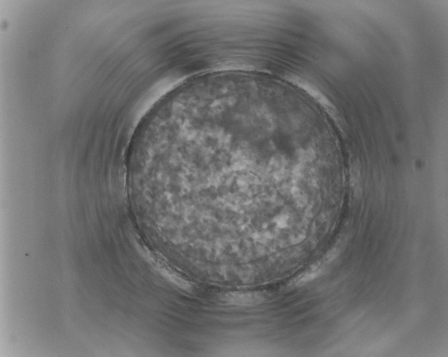 X0000070250933200606232004