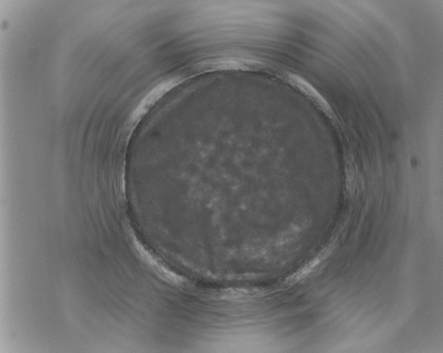 X0000070250938200606232004