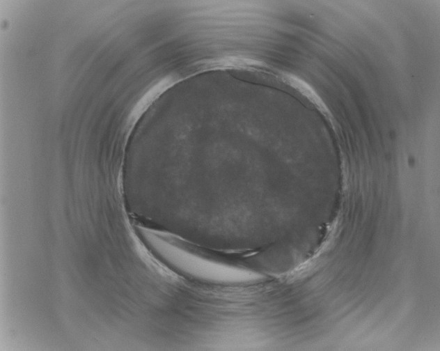 X0000070250946200606232004