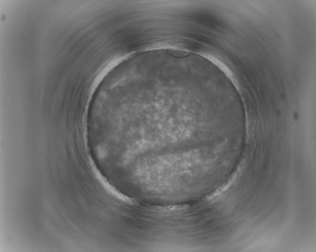 X0000070250949200606232004