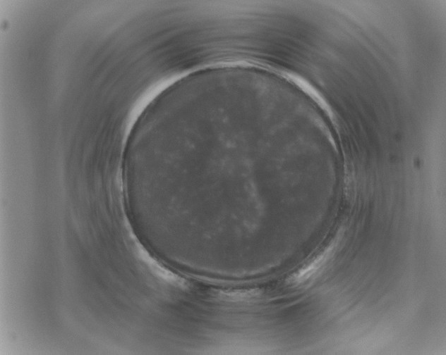 X0000070250951200606232004