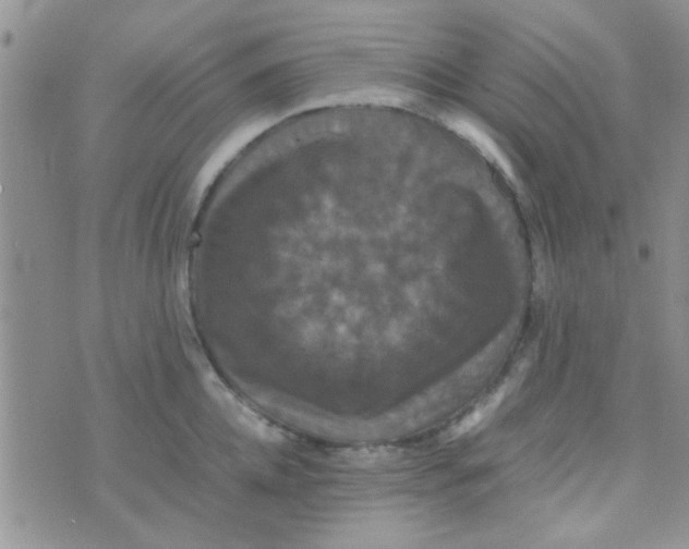 X0000070250952200606232004