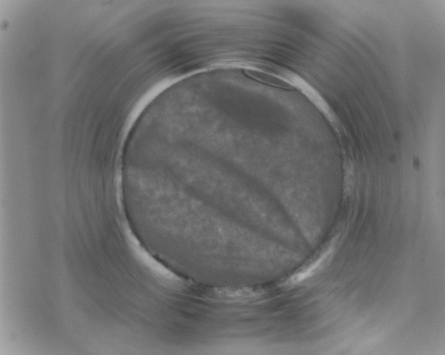 X0000070250955200606232004