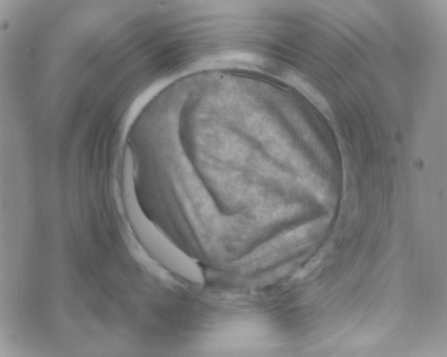 X0000070250960200606232004