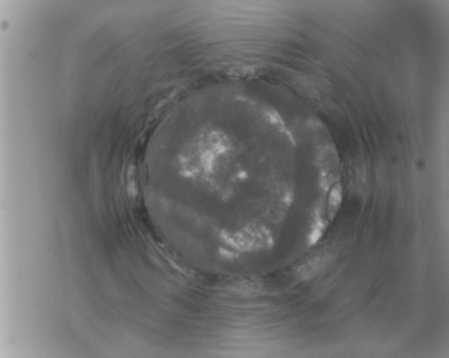 X0000070250962200606232004