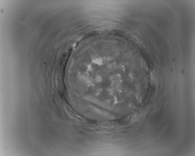 X0000070250963200606232004