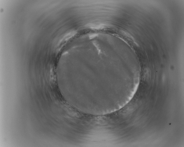 X0000070250966200606232004