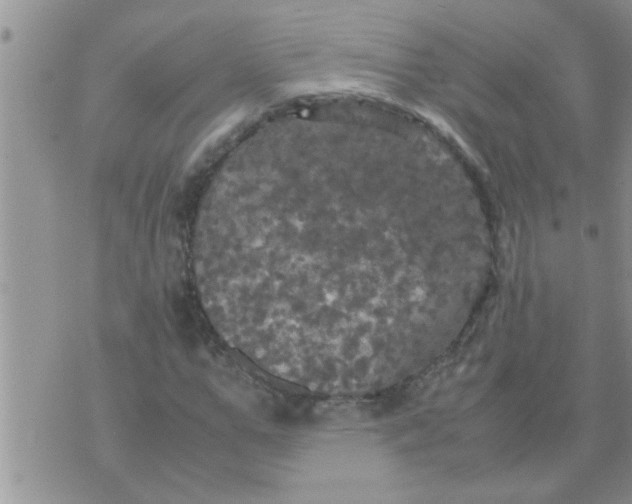 X0000070250967200606232004