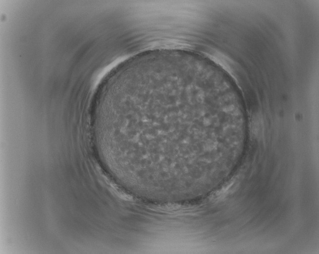 X0000070250971200606232004