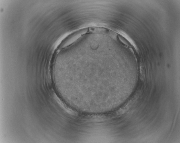 X0000070250972200606232003