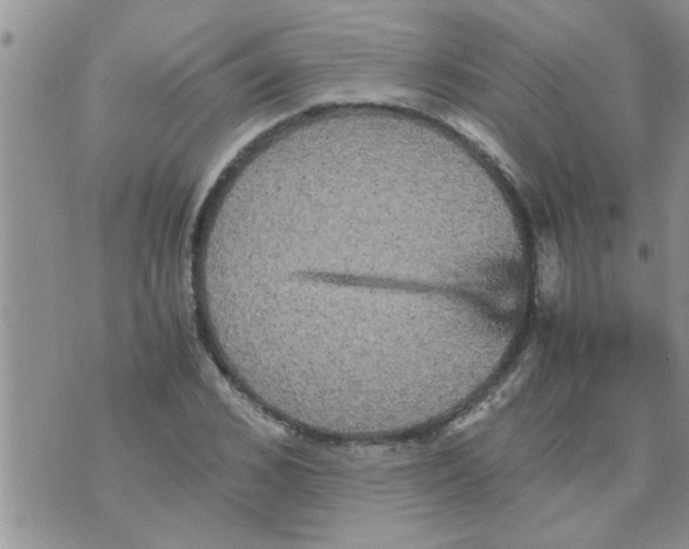 X0000070250976200606232003