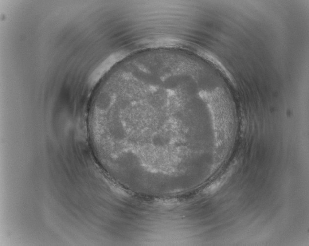 X0000070250978200606232003