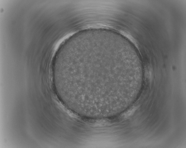 X0000070250979200606232003