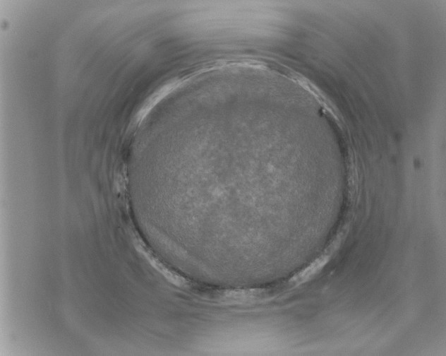 X0000070250985200606232003