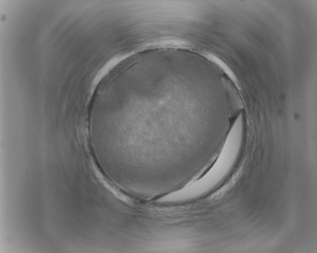 X0000070250989200606232003