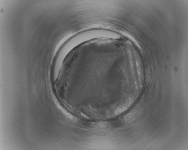 X0000070250991200606232003