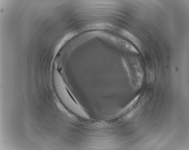 X0000070250994200606232003